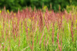 Red fescue with spikelets on the blurred background plants