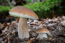 Two Boletus Edulis Known As Penny Bun Mushroom In Forest