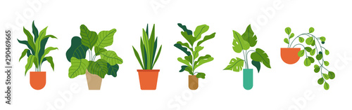Cuadros en Lienzo Decorative green houseplants in pots and planters, natural home decor and urban