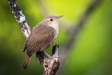 Troglodytes Aedon, House Wren The Bird Is Perched On The Branch In Nice Wildlife Natural Environment Of Trinidad And Tobago..
