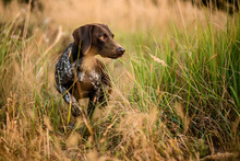 Dark Brown Dog Walking In The Gold Spikelets