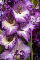  Violett blühende Gladiolen