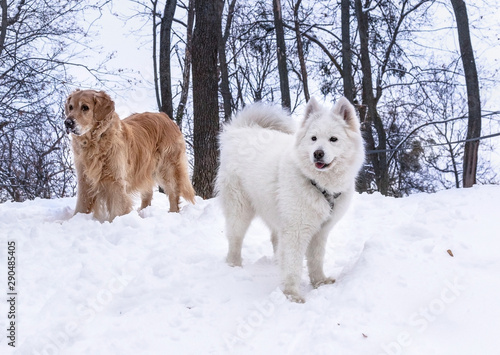 Golden Retriever And A Husky Samoyed On Trees Background Two Dogs In The Park On A White Snow Buy This Stock Photo And Explore Similar Images At Adobe Stock Adobe Stock