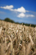 Wheat in the field - Weizenähre auf dem Feld