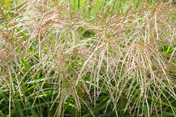 Maiden Grass or Miscanthus Sinensis, autumn background