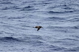Fototapeta Konie - Albatross flying on blue sea background. Wild sea bird in natural habitat.