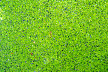 Green duckweeds floating on the water texture background. Duckweed is a tiny aquatic plant. It is the Vajrai which is the food of the goose and duck.