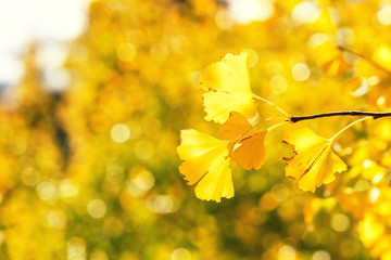 Wall Mural - design concept - beautiful yellow ginkgo, gingko biloba tree leaf in autumn season in sunny day with