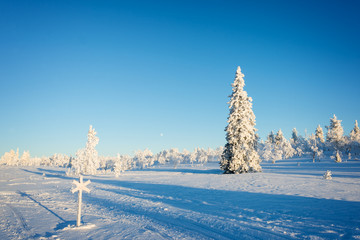 Wall Mural - Snowy landscape, frozen trees in winter in Saariselka, Lapland, Finland