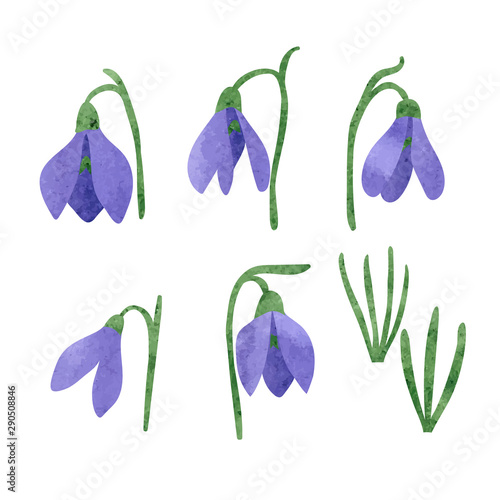 Set of snowdrop flowers iso...