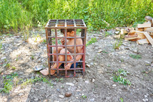 A Little Dirty Child Is Planted In An Iron Cage Outdoor