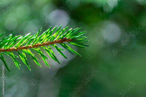 Green evergreen background.