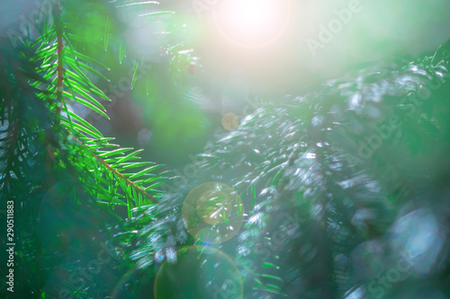 Green evergreen background.