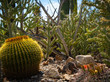 Cholla Cactus Skeleton with Cactus Surrounding