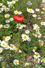 Poster - Klatschmohn (Papaver rhoeas) in einer Blumenwiese - corn poppy in a flower meadow 