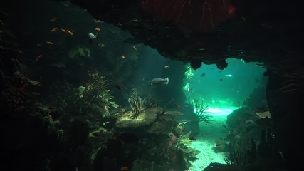 Wall Mural - View onto the reef from an underwater cave in the Red Sea