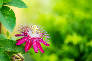 Wall Mural - Blue Passion flower blooming in the garden.