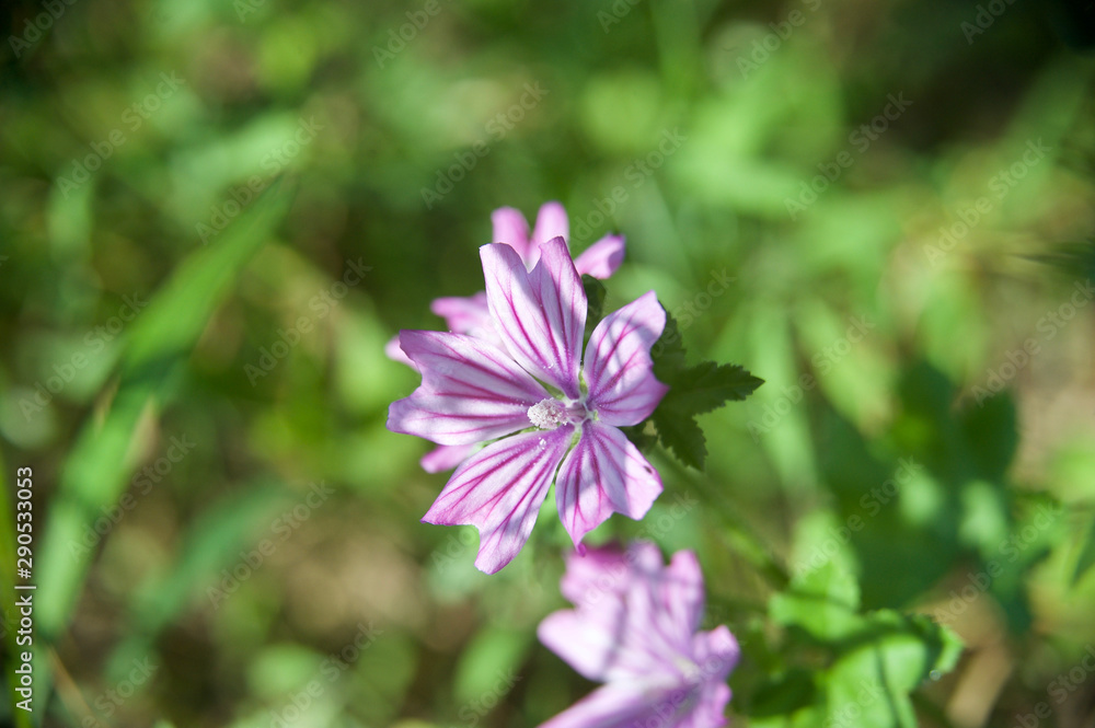 beautiful morning dew flower from my garden - obrazy, fototapety, plakaty 