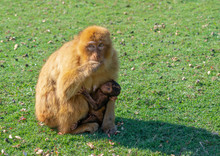 Gibraltra Monkey With Her Baby