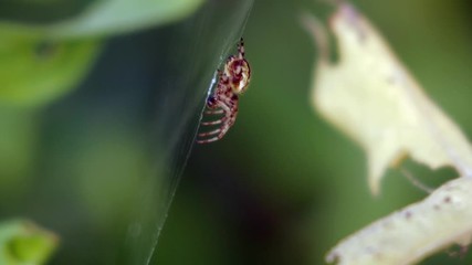An orb-weaver spider waiting for prey on its web, shaken by the wind. Close-up macro shot.