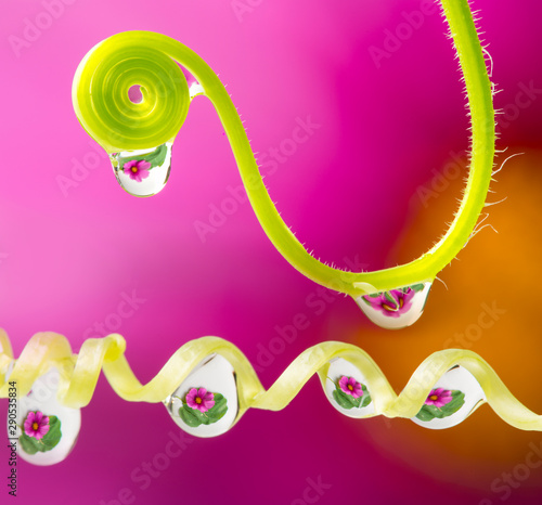 plant with rain drops - a macro photography