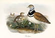 Two little bustards on a grassy ground outdoor looking all around. Vintage detailed watercolor style illustration of Little Bustard (Tetrax tetrax). By John Gould publ. In London 1862 - 1873