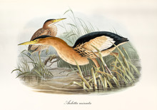 Orangish Long Beaked Aquatic Bird Looking For Food In A Pond Vegetation. Watercolor Style Vintage Illustration Of Little Bittern (Ixobrychus Minutus). By John Gould Publ. In London 1862 - 1873