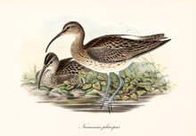 Couple Of Whimbrel (Numenius Phaeopus) Birds. One Is Looking For Food In The Water, The Other One Is Resting In The Grass. Detailed Vintage Style Art By John Gould Publ. In London 1862 - 1873