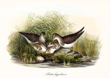 Family Of Common Sandpiper (Actitis Hypoleucos) Bird Made A Nest Protected By High Grass On The Shore Of A Pond. Detailed Vintage Watercolor Art By John Gould Publ. In London 1862 - 1873