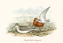 Couple Of Curlew Sandpiper (Calidris Ferruginea) Birds In Two Different Colors. The Red One Is Spreading One Wing To The Top. Detailed Vintage Watercolor Art By John Gould Publ. In London 1862 - 1873