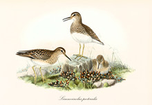 Three Brownish Black Dotted Pectoral Sandpiper (Calidris Melatonos) Birds Arranged In A Natural Composition On A Grassed Ground With A Little Rock. Detailed Art By John Gould. London 1862 - 1873