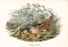Eurasian Woodcock (Scolopax Rusticola) Bird Hided In The Vegetation To Protect Its Children While Another Exemplar Is Looking For Food. Detailed Vintage Watercolor Art By John Gould London 1862 - 1873