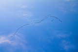 Fototapeta Tęcza - Avian Wedge in the Blue Clear Sky