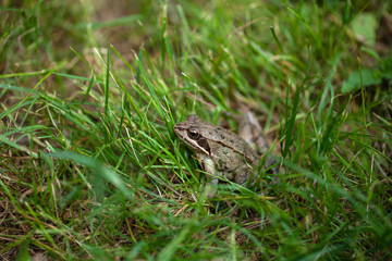 Wall Mural - young frog hiding in the grass