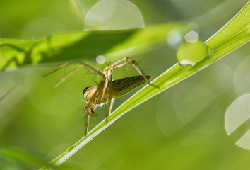 Wall Mural - Close-up view of the spider on grass blade