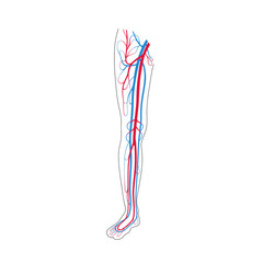 Poster - circulatory system anatomy