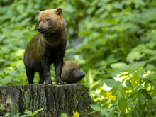A Bush Dog, Speothos Venaticus, Stands On A Large Tree Stump Watching The Surroundings