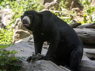 Wall Mural - The Malayan sun bear, Helarctos malayanus, is the smallest bear