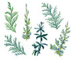 Set of green branches including thuja and juniper branches hand drawn in watercolor isolated on a white background. Design elements for patterns, wreathes and frames in floral style.