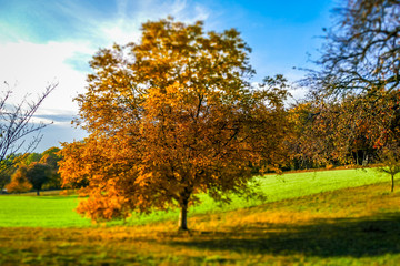 Wall Mural - Herbstliche Blätter an Obstbäumen