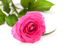 Fototapeta  - Beautiful single pink rose isolated on white background