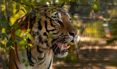 Leinwandbilder - Wild Siberian tiger on nature