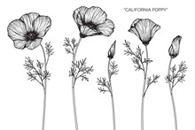 California Poppy Flower And Leaf Drawing Illustration With Line Art On White Backgrounds.