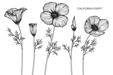 Wall Mural - california poppy flower and leaf drawing illustration with line art on white backgrounds.