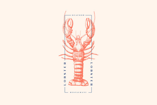 Graphically drawn lobster. Hand-drawn retro logo with sea animal in the style of engraving. Can be used for menu restaurants, fish markets and in stores. Vector vintage illustration.