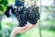 © jaboo_foto - woman hold purple red grapes on the vine