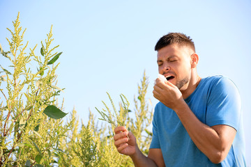 Man with ragweed branch suffering from allergy outdoors on sunny day