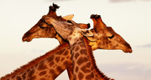 Three Giraffes Rubbing Necks