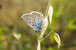 Schmetterlinge Deutschlands - Himmelblauer Bläuling