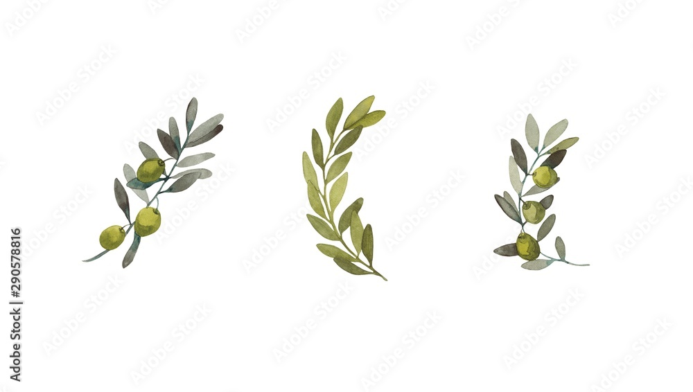Watercolor set of olive branches with fruits. Hand-drawn with ...